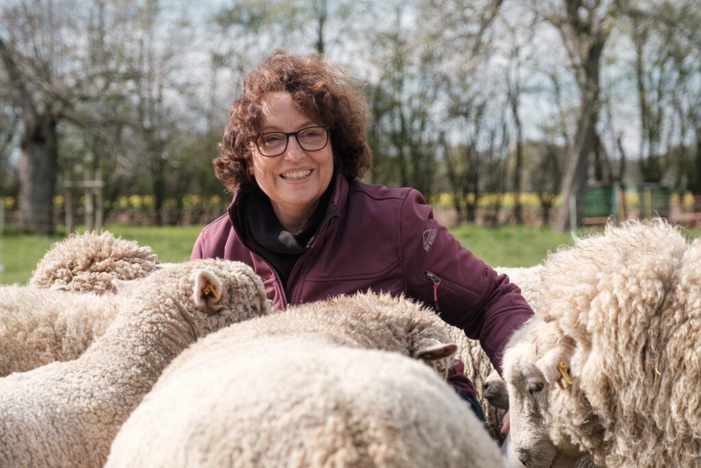 Southdown Schafe auf der Weide am Kempkenshof
