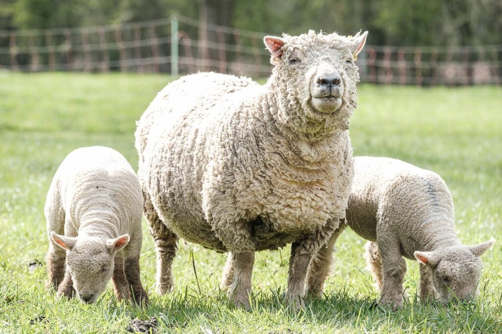 Southdown Schafe und Lämmer am Kempkenshof