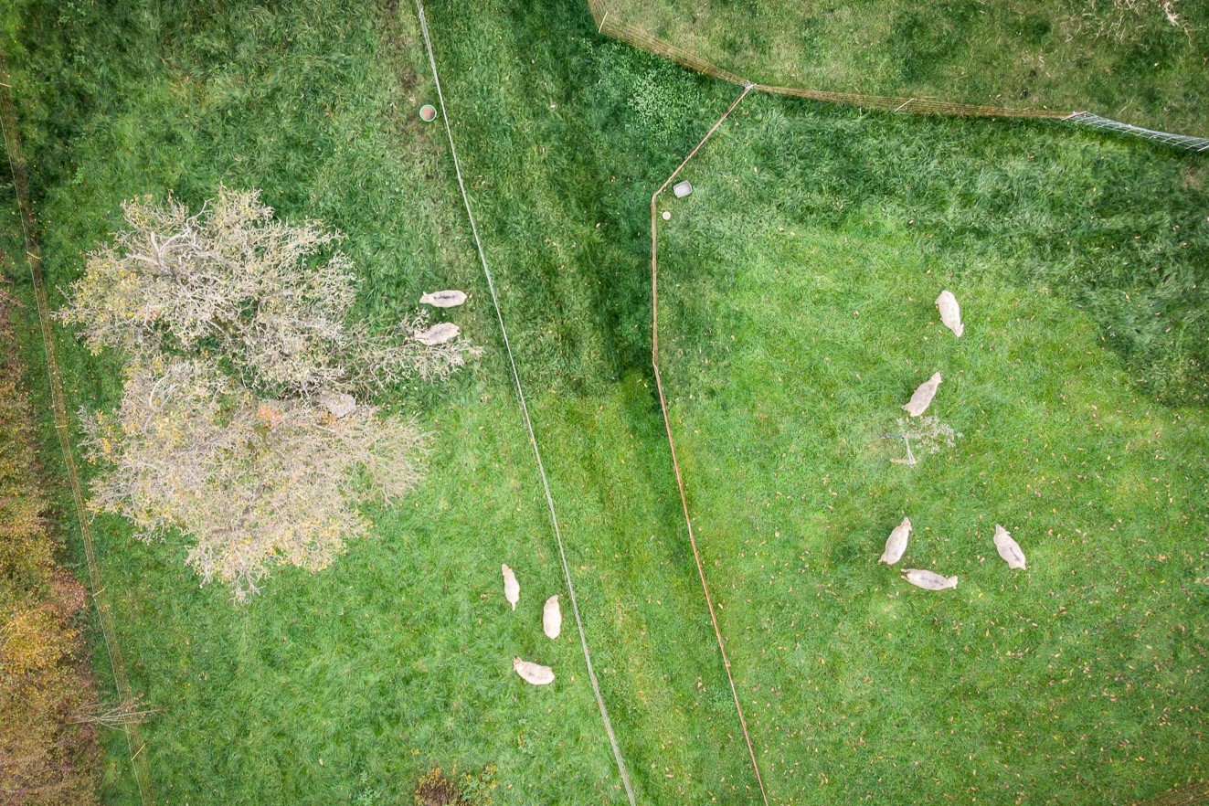 Southdown Schafe auf den Weiden des Kempkenshofs aus der Luft